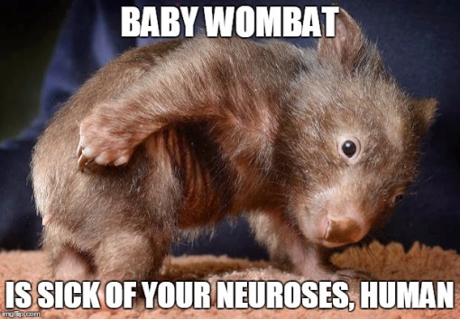 baby-wombat